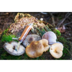 CAO Couteau à Champignons -Camping En Plein Air cao couteau a champignons 1